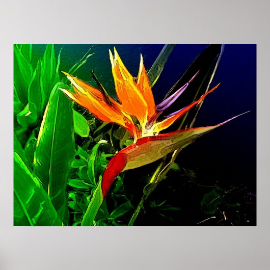 Tropenvogel Poster (Vorne)