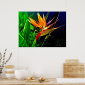 Tropenvogel Poster (Küche)