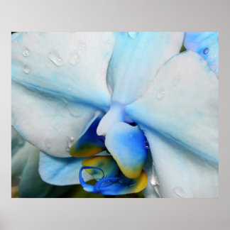 Tropfen auf Blue Orchid Poster
