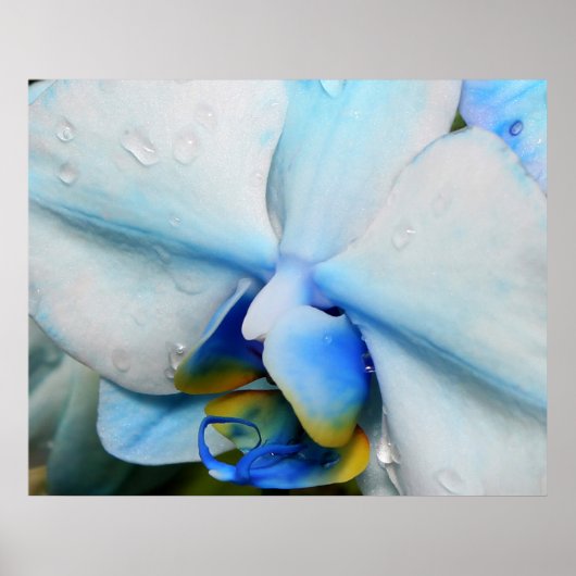 Tropfen auf Blue Orchid Poster (Vorne)