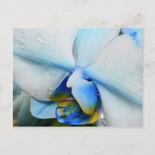 Tropfen auf Blue Orchid - Postkarte