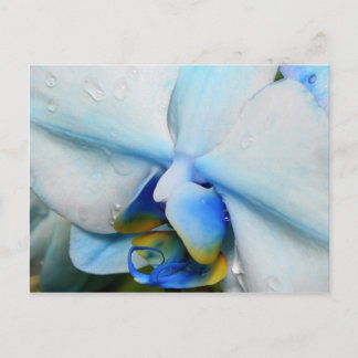 Tropfen auf Blue Orchid - Postkarte