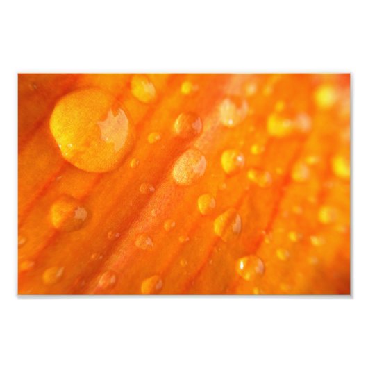 Tropfen auf hellorange Blume Fotodruck (Vorne)
