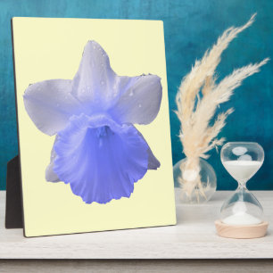 Tropfen Daffodil Blue Plaque Fotoplatte