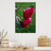 Tropfen des Regens Poster (Küche)