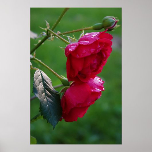 Tropfen des Regens Poster (Vorne)