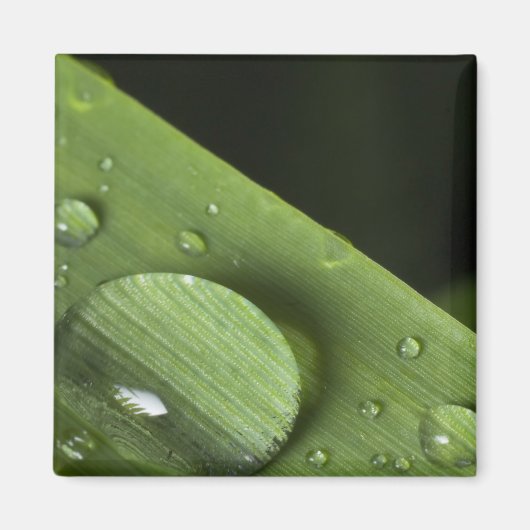 Tropfen Magnet (Vorne)