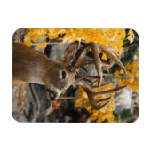 Trophy Deer Magnet (Horizontal)