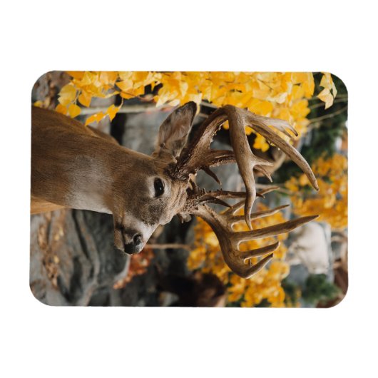 Trophy Deer Magnet (Horizontal)