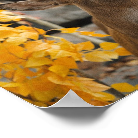 Trophy Deer Poster (Ecke)