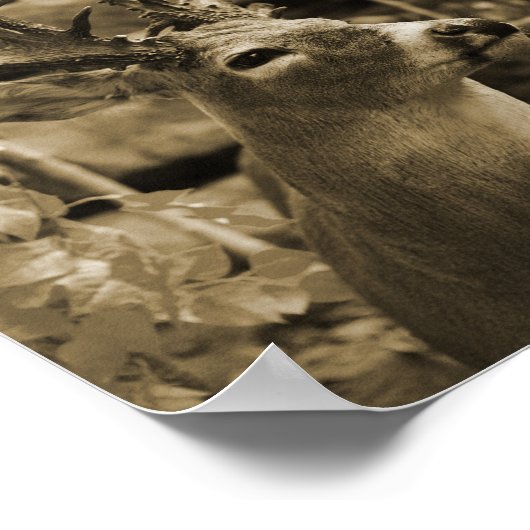 Trophy Deer Poster (Ecke)