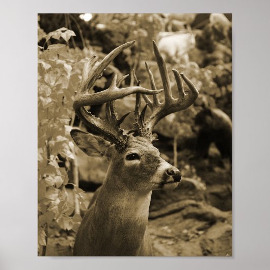 Trophy Deer Poster (Vorne)