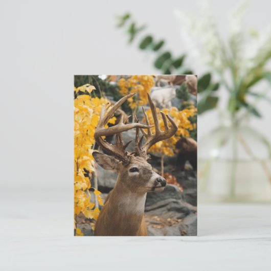 Trophy Deer Postkarte (Stehend Vorderseite)