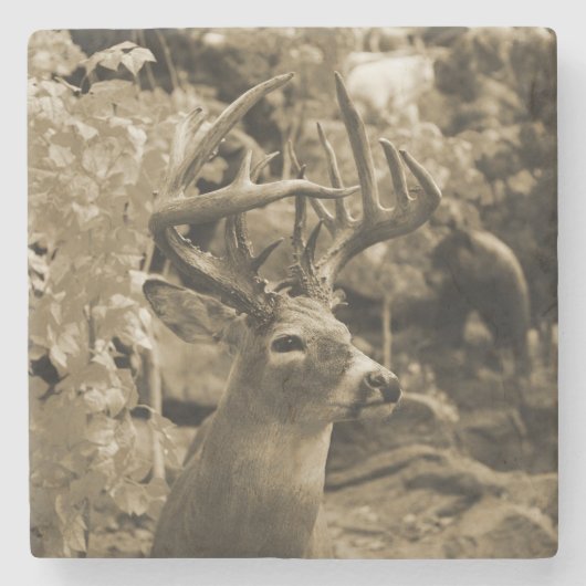 Trophy Deer Steinuntersetzer (Vorderseite)