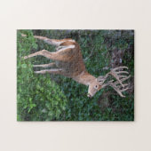 Trophy Whitetail Deer Buck in Velvet Puzzle (Horizontal)