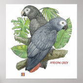 Tropical African Greys Print Poster (Vorne)