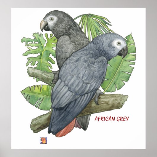 Tropical African Greys Print Poster (Vorne)