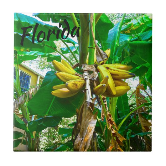 Tropical Banana Palm Tree St Augustine Florida Fliese (Vorderseite)