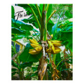 Tropical Banana Palm Tree St Augustine Florida Poster (Vorderseite)