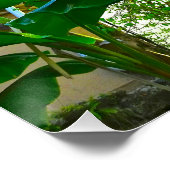 Tropical Banana Palm Tree St Augustine Florida Poster (Ecke)