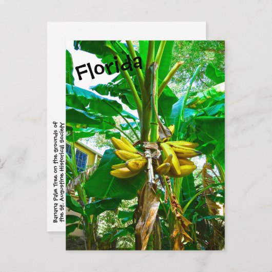 Tropical Banana Palm Tree St Augustine Florida Postkarte (Vorne/Hinten)