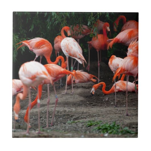 Tropical Beach Birds Destination Flamingos Fliese (Vorderseite)