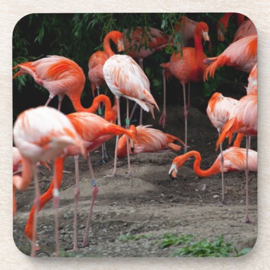 Tropical Beach Birds Destination Flamingos Getränkeuntersetzer (Vorderseite)