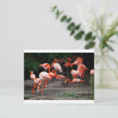 Tropical Beach Birds Destination Flamingos Postkarte (Stehend Vorderseite)