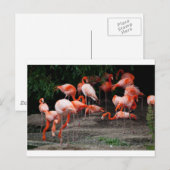 Tropical Beach Birds Destination Flamingos Postkarte (Vorne/Hinten)