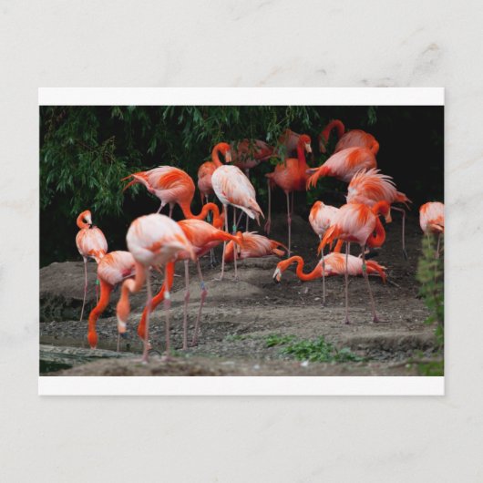 Tropical Beach Birds Destination Flamingos Postkarte (Vorderseite)