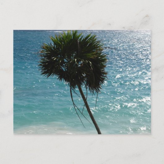 Tropical Beach Palm Tree Postcard Postkarte (Vorderseite)