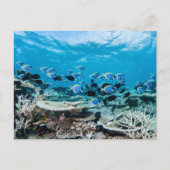 Tropical Beaches | Sturgeon Amongst Coral Postkarte (Vorderseite)