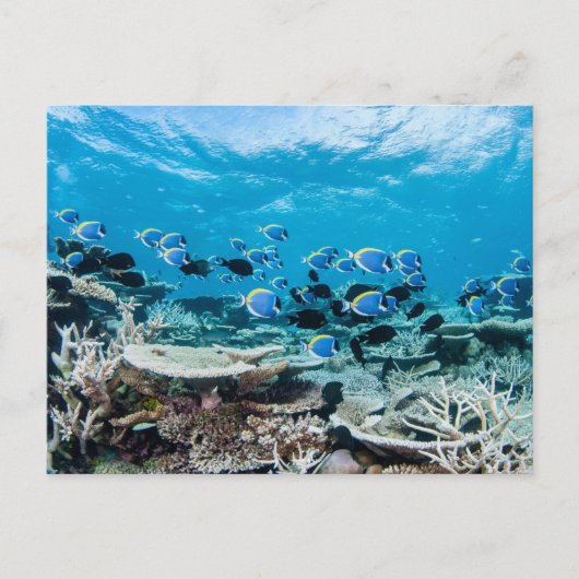 Tropical Beaches | Sturgeon Amongst Coral Postkarte (Vorderseite)