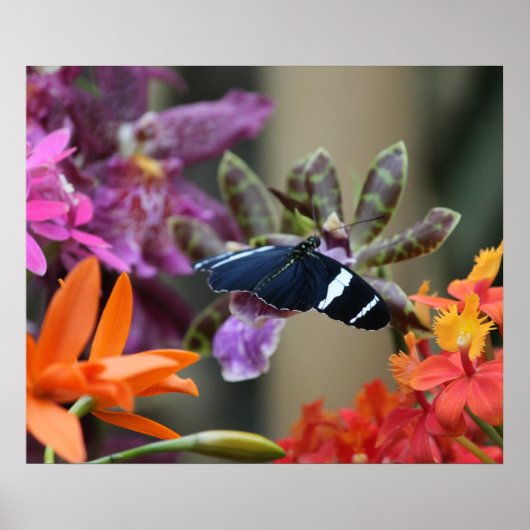 Tropical Blue Butterfly Poster (Vorne)