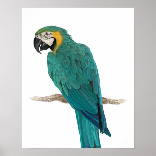 Tropical Blue Macaw Illustration Poster (Vorne)