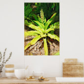 Tropical Bromeliad - Spaziergang im Garten Poster (Küche)