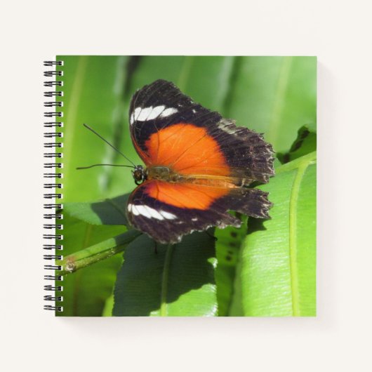 Tropical Butterfly Spiral Notebook Notizblock (Vorderseite)