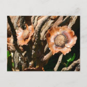 Tropical Dried Coconut Flowers Floral Postkarte (Vorderseite)
