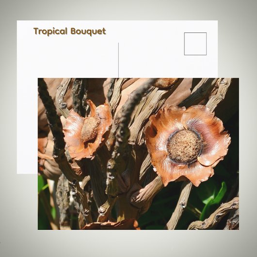 Tropical Dried Coconut Flowers Floral Postkarte