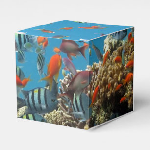 Tropical Fish Chaos Geschenkschachtel