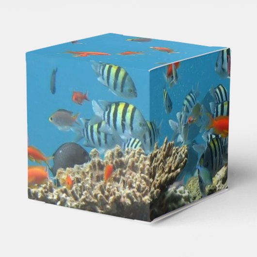 Tropical Fish Chaos Geschenkschachtel (Rückseite)