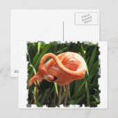 Tropical Flamingo Postcard Postkarte (Vorne/Hinten)
