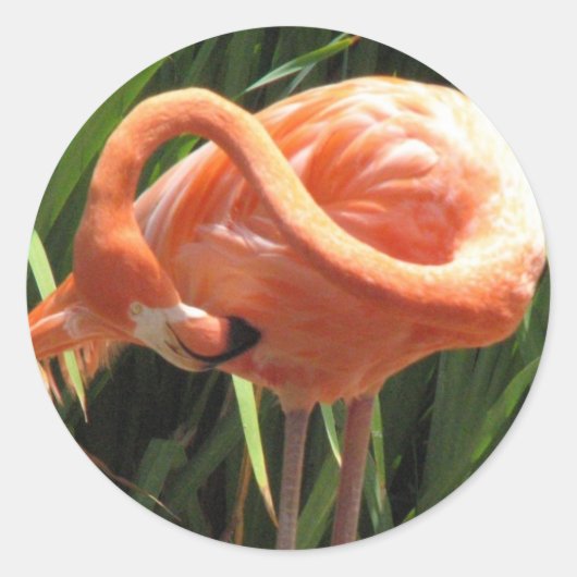 Tropical Flamingo Sticker (Vorderseite)