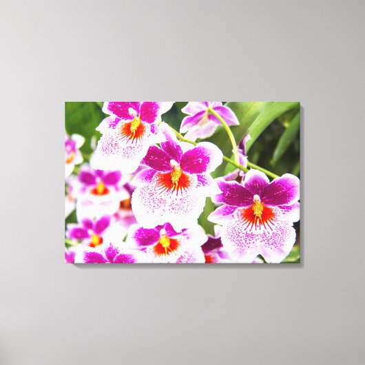 Tropical Fuchsia Orchids Wrapped Canvas Leinwanddruck (Vorderseite)