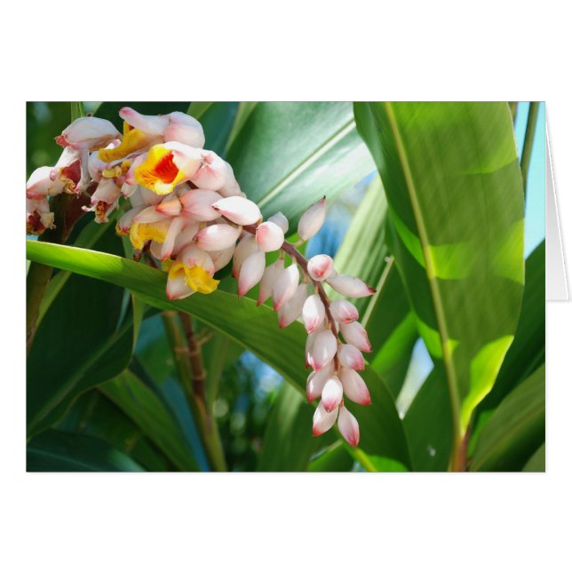 Tropical Ginger (Vorderseite (Horizontal))