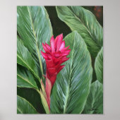 Tropical Ginger Blume Poster (Vorne)