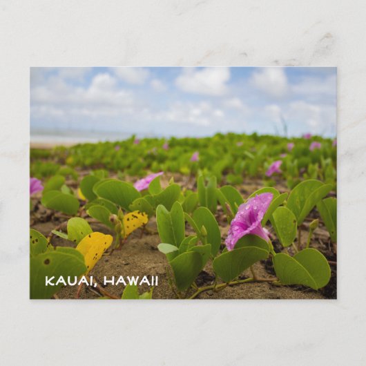 Tropical Hawaii Beach Blume | Kauai Postcard Postkarte (Vorderseite)