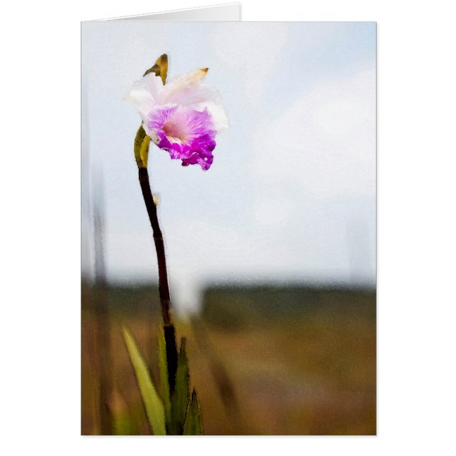 Tropical Hawaii Vulkan Wild Orchid (Vorne)