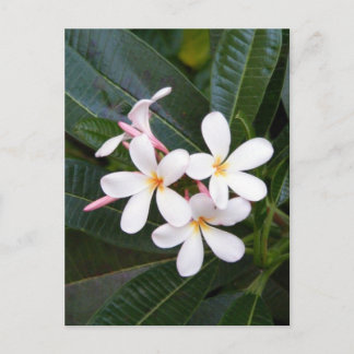 Tropical Hawaii White, Pink, Gelb, Plumeria Postkarte