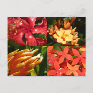 "Tropical Heat" Postkarte